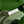 BV Liberta Crossbody Bag Buckle 30cm Green Pepper Cowhide