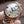 DEVILLE PRESTIGE 32MM ROSE GOLD DIAMOND BEZEL MOP DIAL