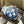 SPEEDMASTER TOKYO 2020 BLUE