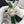 BALLON BLEU 36MM GOLD CASE DIAMOND NUMERALS