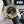 DEVILLE CHRONOMETER 40MM MOONPHASE GREY BLACK DIAL