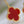 CLOVER EARRINGS GOLD TIGER EYE CARNELIAN 2 MOTIF