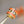 MINI POP H EARRINGS ORANGE