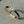 BRACCIALE CLIC CHAINE IN ORO ROSA