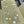 CLOVER 16 MOTIF WHITE MOP GOLD NECKLACE