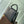 CAPUCINES MM 31 BLACK TAURILLON SILVER HARDWARE