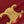 TEEN TRIOMPHE 18 RED CALFSKIN