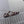 Miumiu Sandal Dark Brown Calfskin
