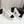 Chanel 25 Platform Thick Heel Shoe White Black Sheepskin