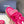 CC 25 Dad Sandals Pink Rope and Sheepskin 473368