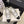 CC Pearl Heel with Rhinstone Clasp Mary Janes White Cowhide 602356