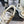 CC Sneaker Gold Métallisé Argenté en cuir de vachette 611663