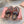 Miu Flip-flot Flat Sandal Burgundy in Cowhide 615339