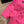 Chanel 26SS Top en maille à manches courtes rose en coton 161789