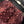 Gucci Short Pants Reddish Brown in Cotton 200652