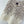 Chanel Lace Camisole Beige in Wool 361031