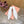 Miu Mules Pointed-Toe High Heels 55 White in Mesh 749065