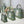 CD Book Tote Green in Canvas 288099