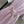 CD 26 Pink Striped Dress in Polyester 385731