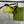GG 26s Swimsuit Lime Yellow Polyamide 243579