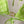GG 26s Swimsuit Lime Green Polyamide 243571