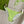 GG 26s Swimsuit Lime Green Polyamide 243571