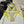 CD 26s Two-Piece Bikini Yellow in Polyamide 241815