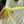 CD 26s Two-Piece Bikini Yellow in Polyamide 241815