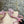 Mach 26 Sandal Heel 90mm Pink in Lace 804311