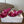 Loew Paula's Ibiza Petal Flower Sandals Pink Leather 889896