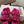Loew Paula's Ibiza Petal Flower Sandals Pink Leather 889896