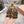 Miu 26FW Mary Jane Pumps 4.5cm Square Toe Strap Leopard Print Pony Hair 190479