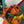 HM BRIDE-A-BRACE 21 ORANGE CANVAS