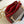 surene bb 24cm chain shoulder bag monogram canvas red calfskin