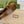 gg jackie small 28cm beige monogram canvas brown calfskin