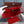 HM HERBAG ZIP 31 RED AND CIDER CANVAS