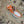 Rockstud Crisscross Espadrilles 80mm Sandal Wedges Orange