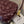 KNOT 20 IN BAROLO LAMBSKIN WITH CHAIN