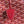 BELLECHASSE BIAUDE PM BAG 36 IN CLASSIC RED GOYARDINE CANVAS AND CALFSKIN TRIM