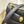 BVL Serpenti Reverse Shoulder Bag 22.5cm Black Calfskin GHW 188595