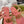 GC Double G Block Heel Thong Sandals Pink Leather 292409