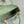 MICRO LADY 12 BAG IN LIGHT GREEN LAMBSKIN