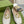 BLONDIE LOGO-PLAQUE LOAFERS IN WHITE CALFSKIN