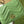 MARMONT QUILTED WALLET 11 IN LIGHT GREEN LAMBSKIN