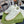 GG Men's MAC80 Sneaker White Cowhide 523616