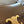 TEEN TRIOMPHE 18 DARK BROWN CALFSKIN GOLD HARDWARE