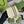 BLONDIE INTERLOCK MINI SHOULDER BAG 12 IN WHITE CALFSKIN GOLD CHAIN