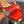 GG Kertu Sandals 6cm Beige Red Blue Raffia Leather 695687