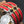 H Pig Nose Red Bracelet