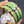 H Pig Nose Light Green Bracelet